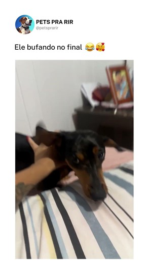 Petter não divide carinho 🐶🤣