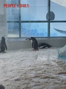 5.8K views · 192 reactions | An adorable penguin waddling from side to side on the ice struggled to maintain balance due to the slippery surface. | People's Daily, China | Facebook