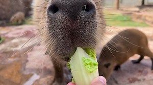 Eating lunch? So are we... | Abilene Zoo
