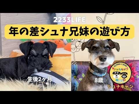 [2233LIFE] How the Age-Gap Schnauzer Siblings Play