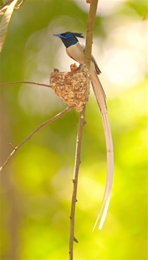 Indian Paradise Flycatcher (White Morph)