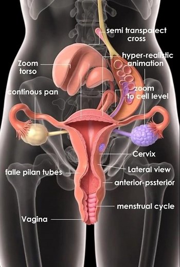 Female Anatomy Demystified: Stunning 3D Journey #FallopianTubes #UterusAndOvaries #CervixView