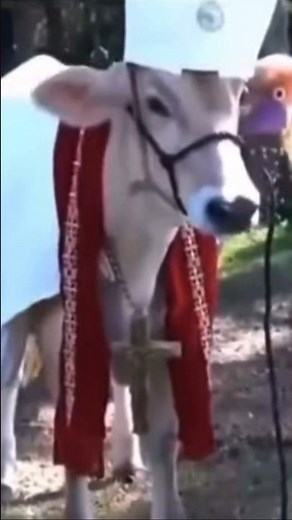 HOLY COW meme ✝️ #memes #comedy #fyp #funny