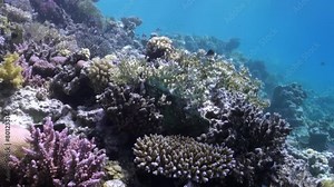A beautiful coral reef with many different types of fish and plants. The colors are vibrant and the scene is peaceful