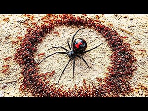 1,000 Ants vs Natural Disasters!
