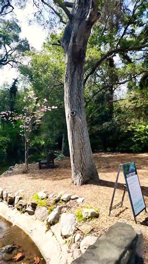 Descanso gardens!! La cañada flintridge. California