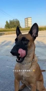 Dogs help us without words, so we should understand and tolerate them. #WorkingDogs
