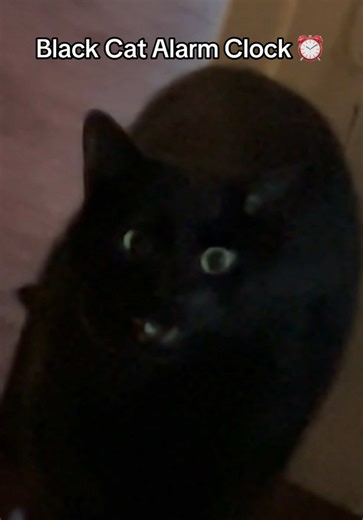 Anyone else have a cat that wakes them up first thing in the morning? #cats #blackcats #alarmclock