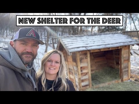 #709 - Rebuilt OId Sauna Into New Deer Shelter. Built Another Livestock Shelter For Deer.