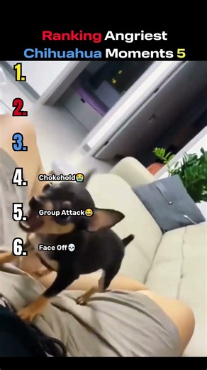 Ranking Angriest Chihuahua Moments (Part 5) 😡🐶