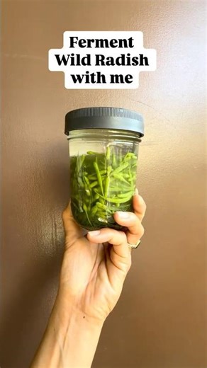 Let’s Ferment Wild Radish!