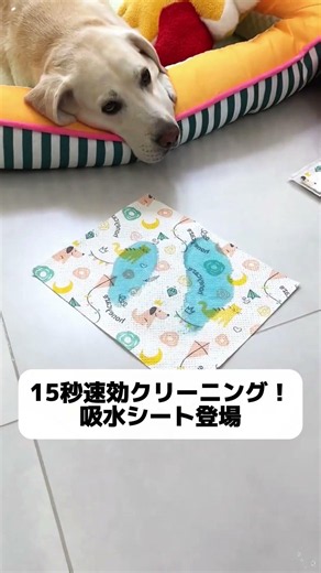 粗相救世主登場！15秒でおしっこを吸水、ニオイも一緒に消滅✨ #トイレトレーニング #ペット吸水シート#犬の粗相対策 #ペット消臭#犬との暮らし