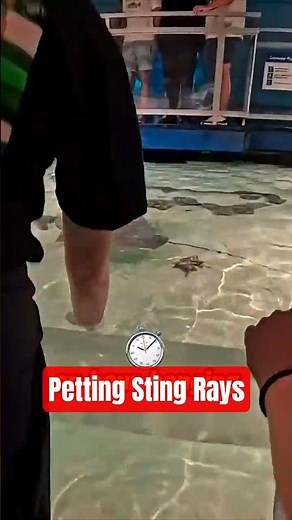🤯 Rays That CUDDLE?! You won't believe the interaction at this Virginia Beach touch tank!