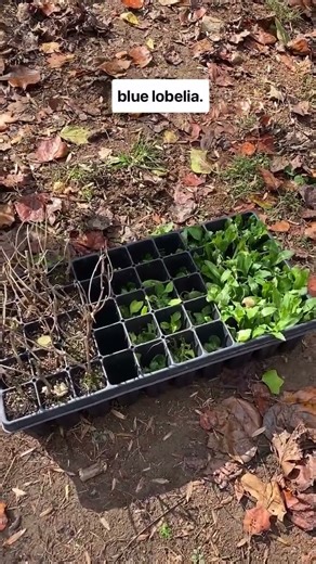 Monday Morning Meandering: Planting Wildflowers