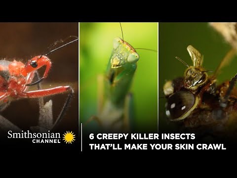 6 Creepy Killer Insects That’ll Make Your Skin Crawl 🐛 Smithsonian Channel