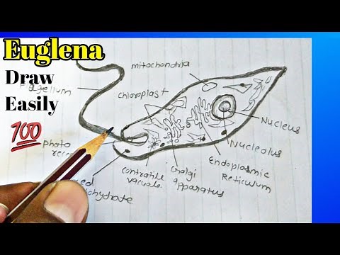 How to draw Euglena labelled diagram | Euglena diagram easily and step by step