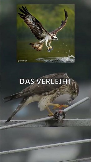 Fischadler-Trick schockt Experten! 🦅