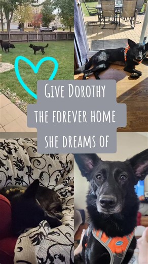 🌟 Meet Dorothy — The Petite, Happy Girl Who Brightens Every Room! 🌟 Dorothy is a 4-year-old, 30-lb Lab/Collie mix who has the sweetest personality and the happiest little spirit. Although she looks larger in photos, she’s actually a small, compact cutie — and even more adorable in person! This girl LOVES life. She’s playful, affectionate, and thrives in a home where she can enjoy zoomies, cuddle time, and plenty of love. Dorothy is currently in foster care and her foster family can’t say enoug
