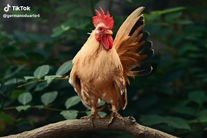 Screaming Chicken Meme: Hilarious Tree Antics