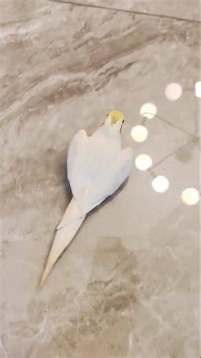 Adorable Opera Singing Moments 🎶🦜😍 #cockatielscraze #birdsinging