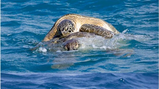 Study: Florida boaters kill most sea turtles right offshore