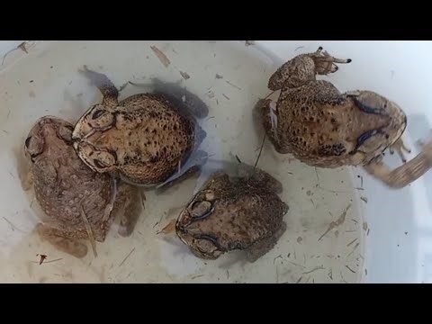 Catch big Bull frogs, catch frog jumping for fun