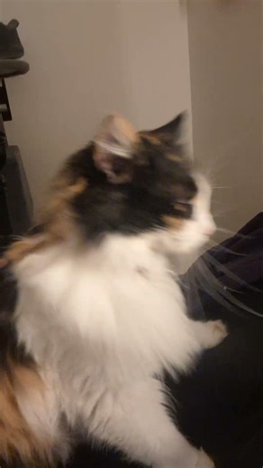 Dis cat smells cheese!