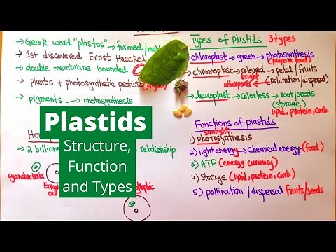 Plastids | Types, Functions and Structure | Examples from Daily Life