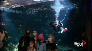 The Vancouver Aquarium is ringing in the holidays with a splash! Santa Claus – also known as ‘Scuba Claus’ is taking a refreshing swim with some aquatic friends. The iconic holiday tradition is part of the aquarium’s Holiday Splash event where guests can visit Santa and check out a jellyfish snow globe display. https://globalnews.ca/bc/videos/ | Global BC