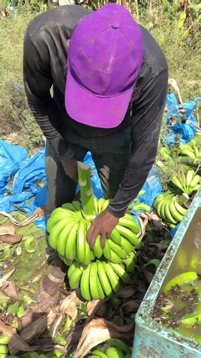 Banana 🍌cutting ✂️and packing part 9202 #ihavethisthingwithplants #fruit