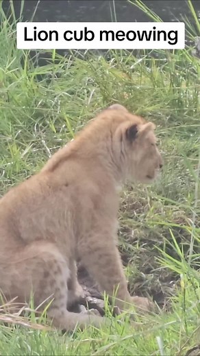 #wildlife #lion #cub #meowing #africa #sound #fyp #safari