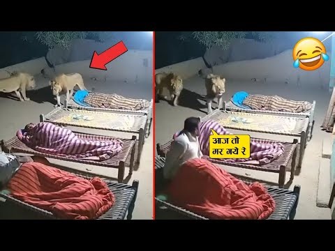 इस भेड़ ने तो शेर को ही ठोक डाला बेचारे की छाती ही तोड दी 🤣😂 ll Animal funny and craziest moment
