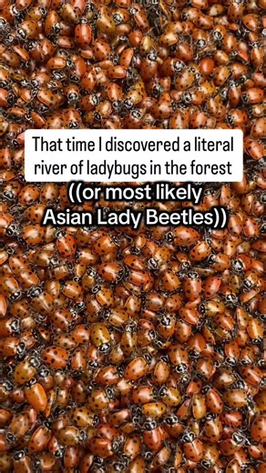 Identifying Asian Lady Beetles vs. Ladybugs