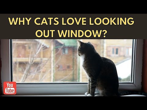 Why Cats Love Looking Out Windows?