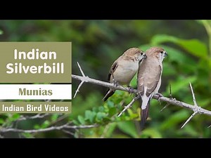 The Indian Silverbill / White-throated munia - Small cute birds and their behaviour@IndianBirdVideos