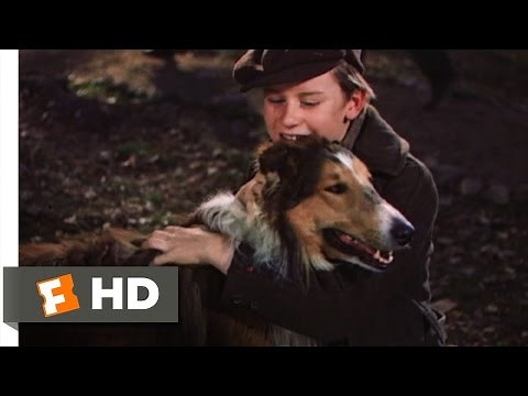 Lassie Come Home (10/10) Movie CLIP - My Lassie Come Home (1943) HD