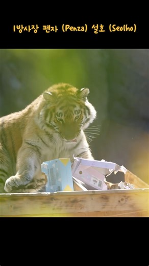 (4K) 어제의 맹수사 (2026.05.01) 요약.. 어린이날 선물 미리 받은(?) 설호, 수중점프선호 #shorts #tiger #bigcat
