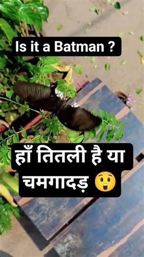 Exotic 🦋 Butterfly That Looks Like Batman! 🦇