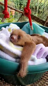 120K views · 14K reactions | Could this little sloth preschooler...