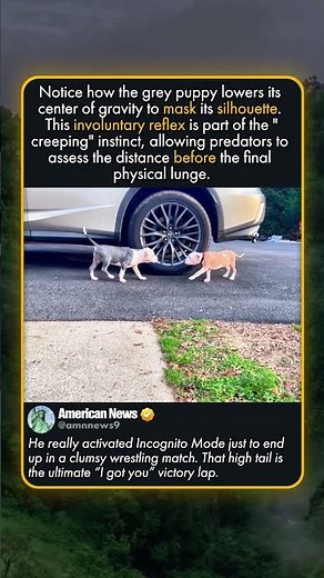 PITBULL PUPPY STEALTH MODE