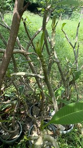 one month propagation kalachuchi plant tree #kalachuchi #kalachuchiplant #planttips #propagation #plants #gardentips | Jayson Gaylan