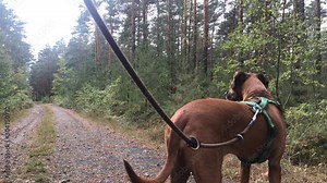 hund rhodesian ridgeback beim gassi im wald