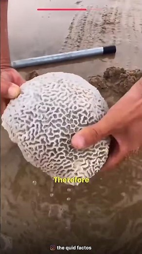 Brain coral #facts #viralfactsvideo #trendingfacts #amazingfacts
