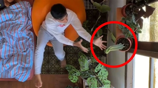 Terrible idea! Man instantly regrets catching his falling cactus