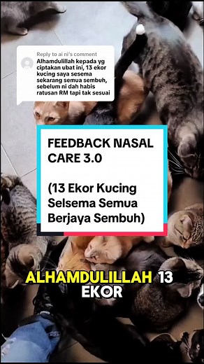 Nasal Care for Cats: Relief for Sneezing and Coughing