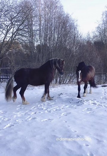 Vostok ￼& Voyage #stallions #владимирскийтяжеловоз #тяжеловоз #лошади #жеребцы #equstrian #drafthorses #draft #heavyhorses #russianhorses