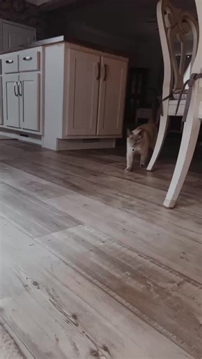 Kaylee Rodgers on Reels