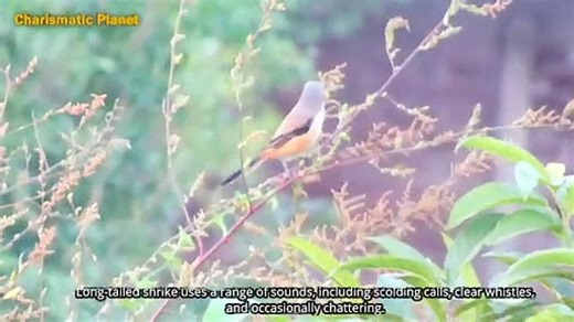 Long-tailed shrike call sound