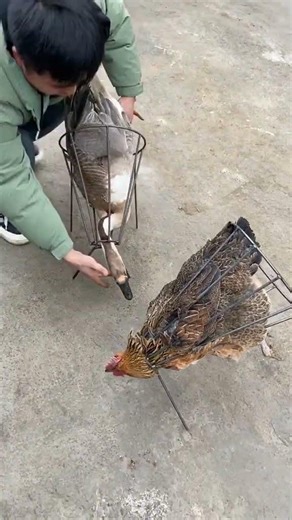 Top 5 Reasons to Try Our Agricultural Chicken, Duck, & Goose Fixed Frame