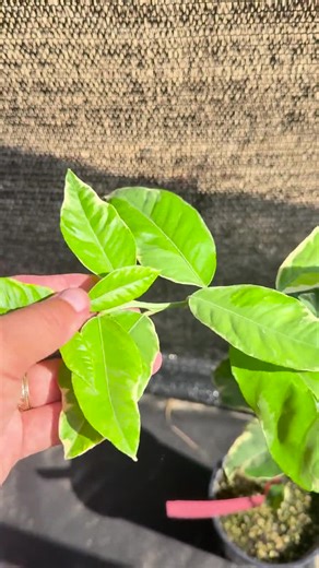 Lemon Tree Live Plant | Variegated Pink Lemon Plants | House Plants for Beginner | Perennial Houseplants for Kitchen Indoor Outdoor Garden - Etsy